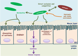 The symbiotic relationship between humans and gut bacteria. Commensal bacteria supply the host with essential nutrients and defend the host against opportunistic pathogens. They are involved in the development of the intestinal architecture and immunomodulatory processes (i.e., healthy immune system function). On the other hand, the host provides the bacteria with nutrients and a stable environment.(10)